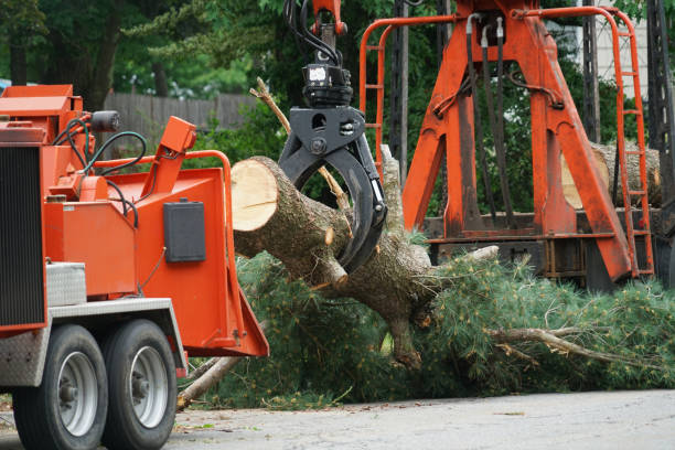 The Steps Involved in Our Tree Care Process in Catlin, IL